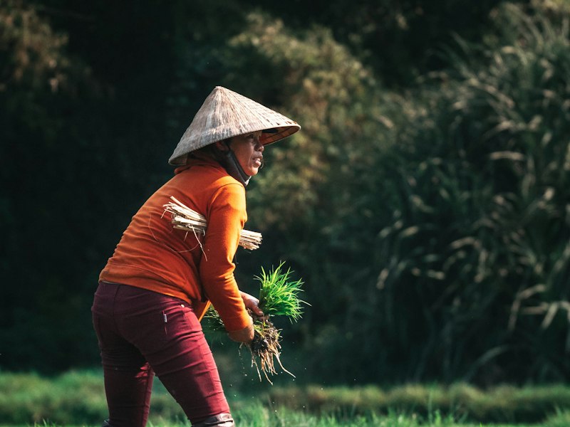 种业振兴行动持续推进 水稻良种供应保障能力提升
