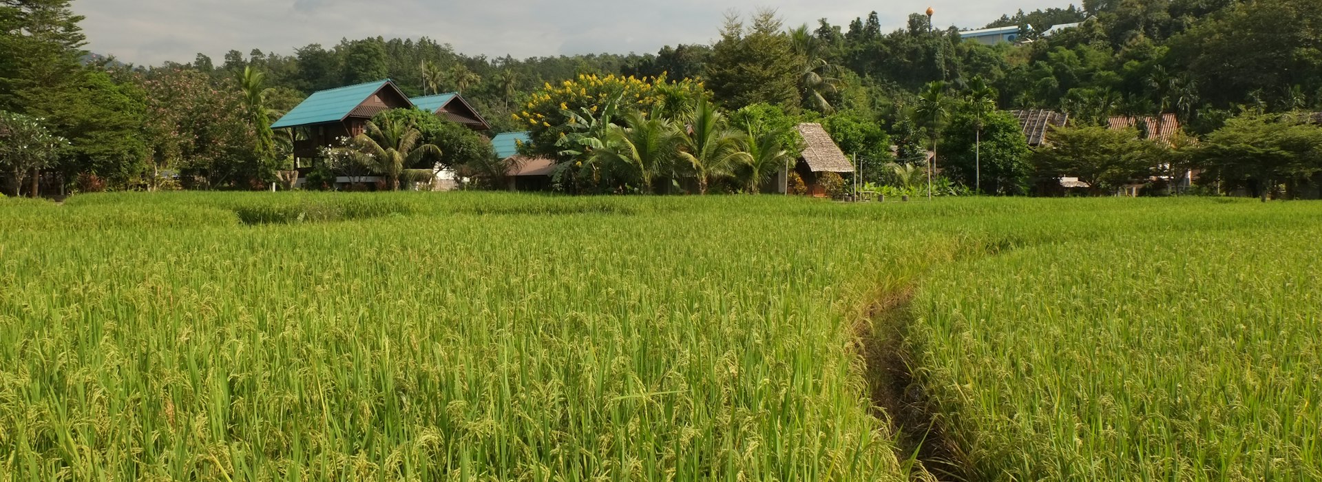 优质水稻种子一站式供应