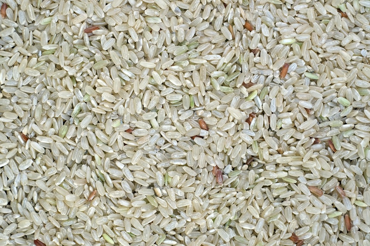 水稻浸种催芽技术要点：三步提高发芽率